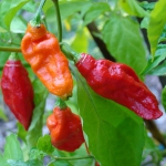 Ghost Chili Pepper