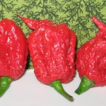 Carolina Reaper