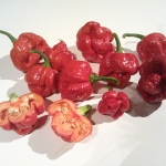 Scorpion Pepper